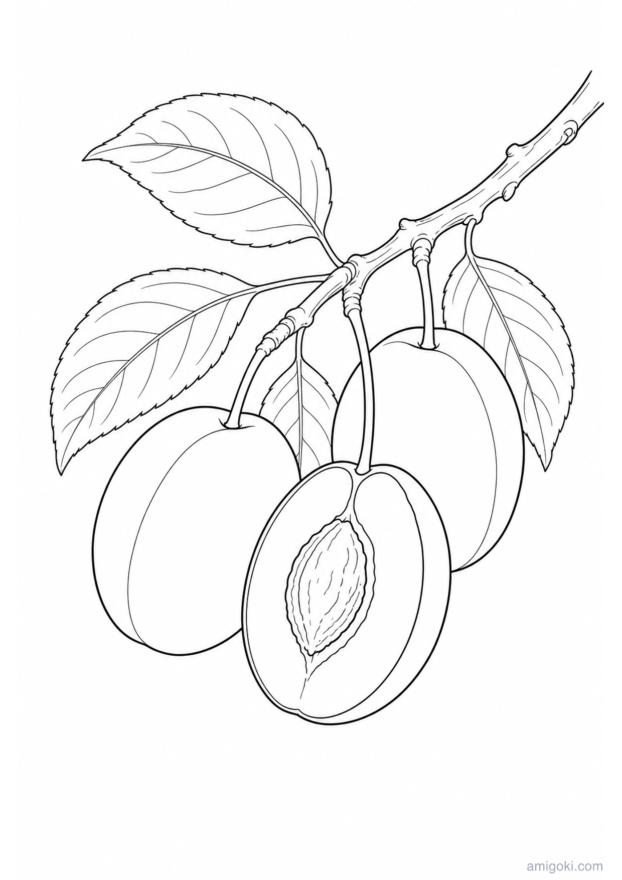 Plums Coloring Page to Print Free