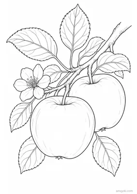 Fruits