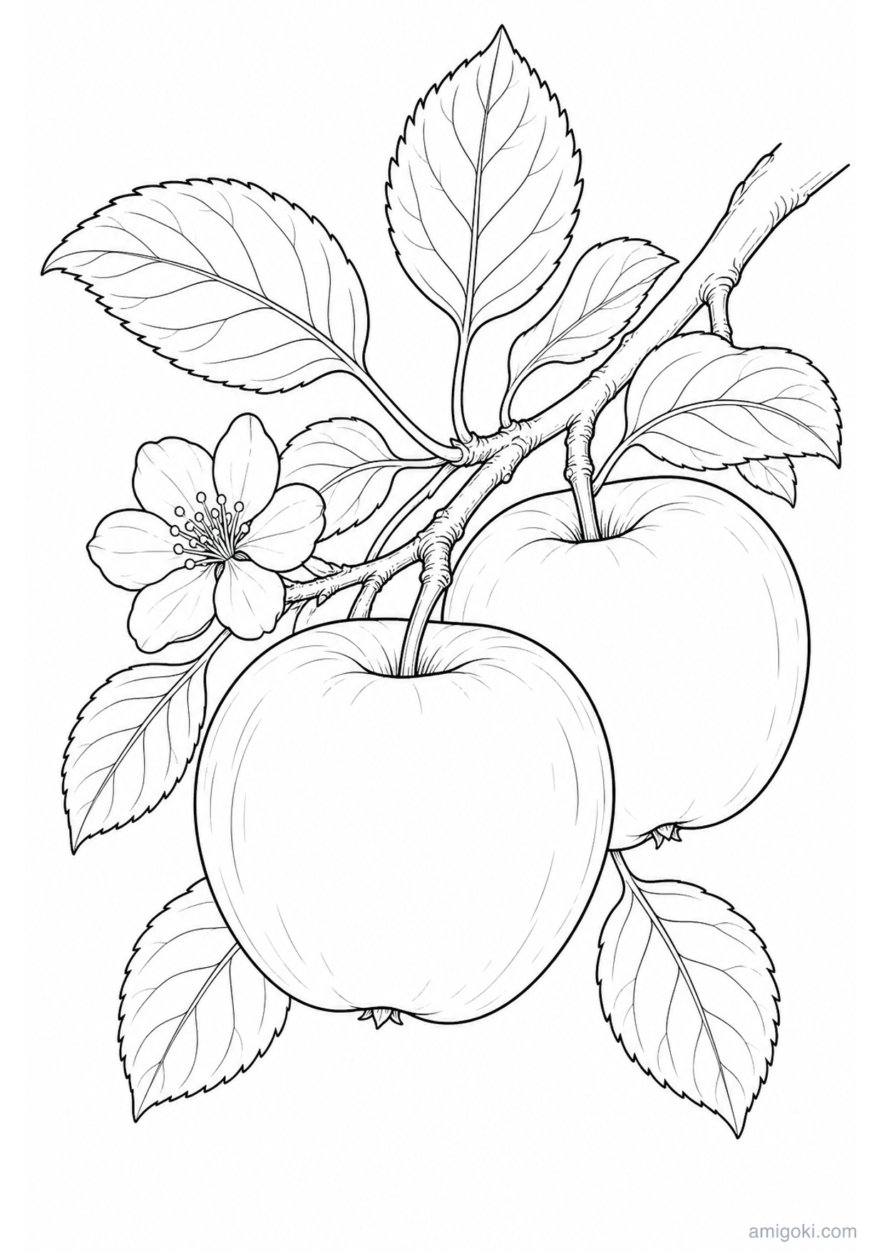 Dibujo de Manzanas en la Rama para Colorear e Imprimir