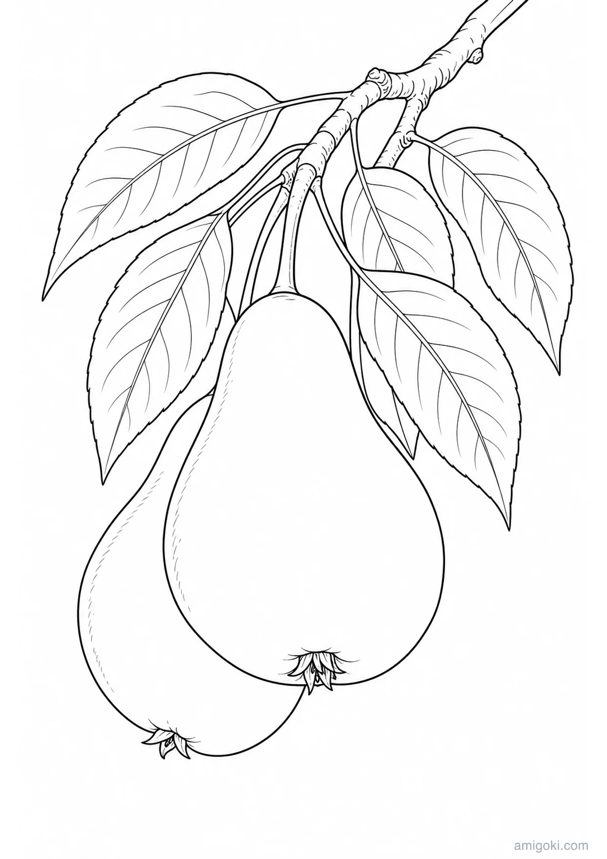 Desenho de Peras no Galho para Colorir e Imprimir