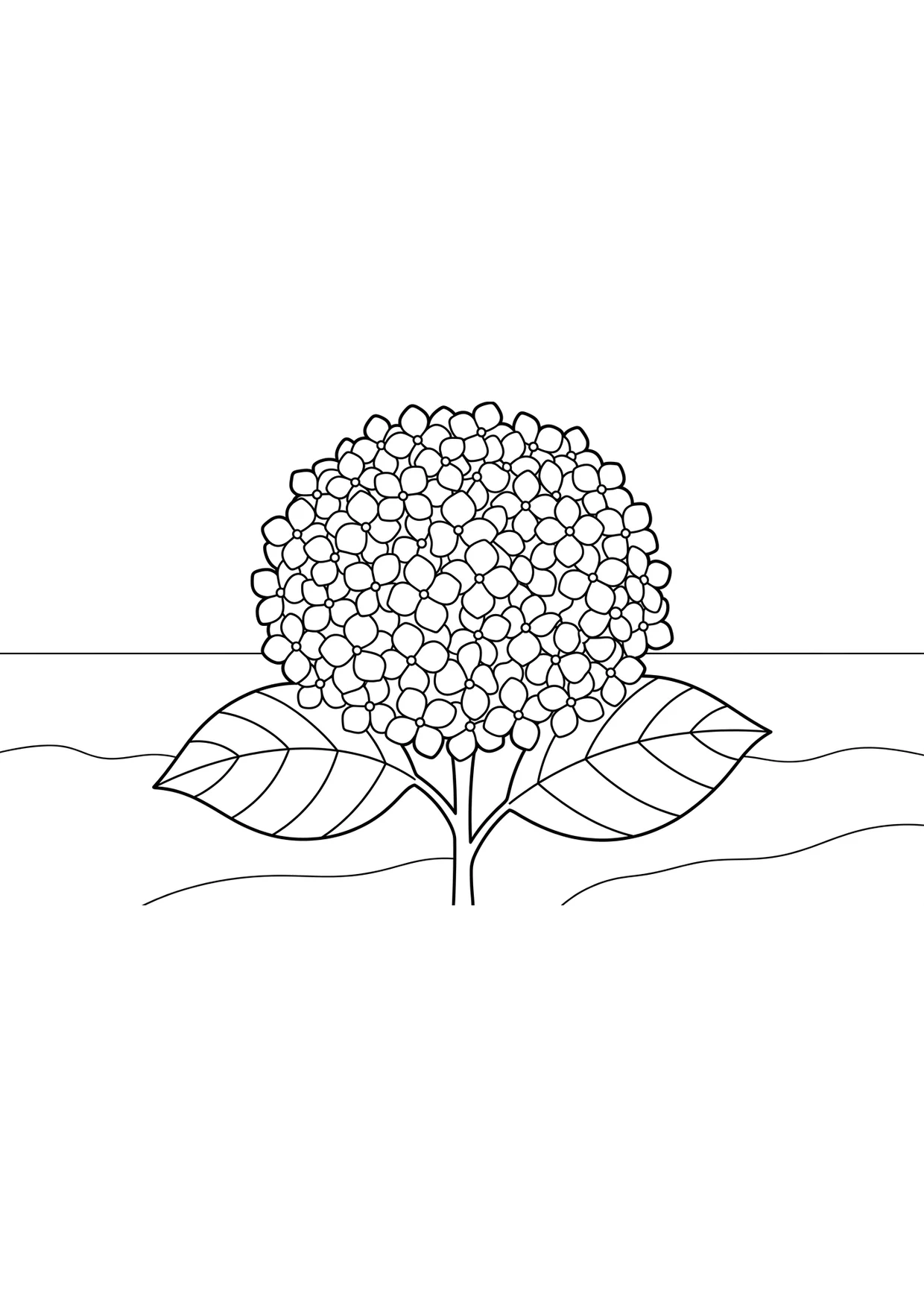 Dibujo de Hortensia para Colorear para Niños de 2 a 5 Años