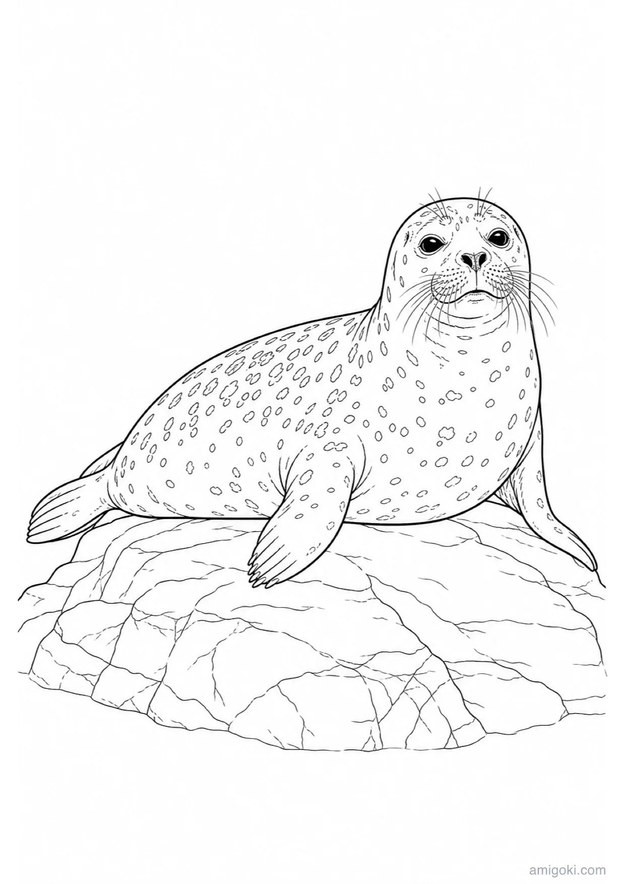 Desenho de Foca Bebê para Colorir e Imprimir